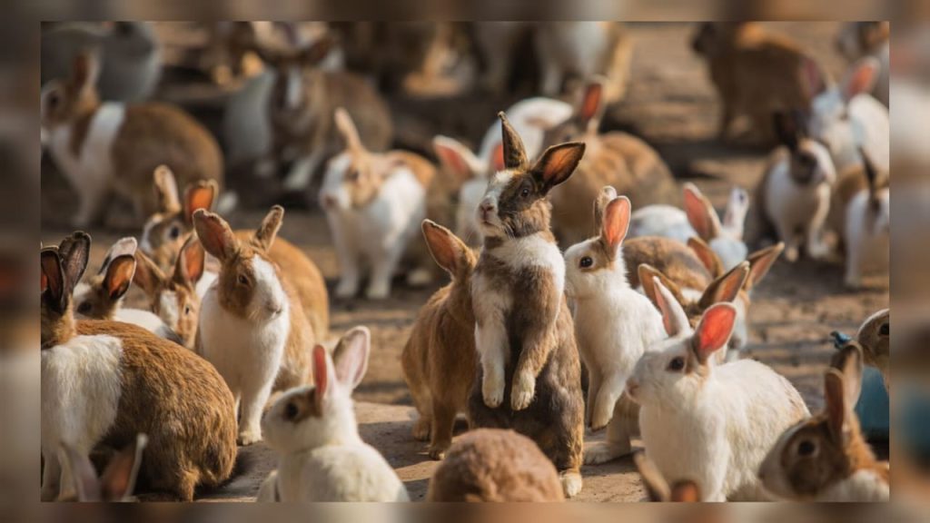 Santé/Animale sur miadoto.com